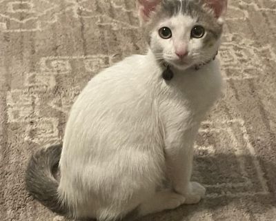 Ashley is a sweet 4 month little girl. She loves to play and snuggle and would love the companion of another kitty if possible. Ashley is the most loveable little girl... I mean... look at her face! If you'd like to make Ashley part of your family, please fill out the application below (copy and paste in google). https://forms.gle/52W3ua5mmsrojvJj6. Characteristics Affectionate, Friendly, Playf...