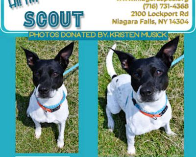 Scout - Terrier (Unknown Type, Medium) Female Dog for Adoption