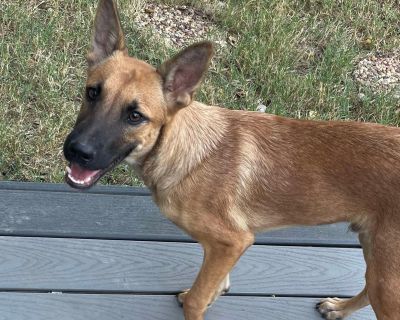 Hi! I m Dryfus. I m looking for my forever family. My foster mom calls me a unicorn. Not because of my big ears but because I m a rare puppy who s almost perfect. I just go with the flow and I m so chill. I came to her potty trained. I learned how to use the dog door within minutes. I love playing with my doggy siblings. Going for walks is one of my favourite things. I also love to pull and whi...