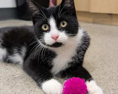 Finny - Domestic Shorthair Male Cat for Adoption