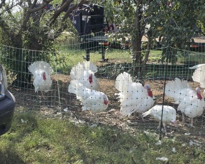 Heretage Breed Midget White Turkeys