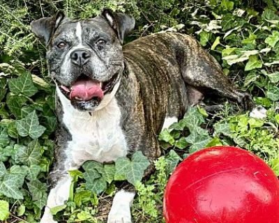 Lottie **Watch my video** - Boxer & American Bulldog Mix Female Dog for Adoption