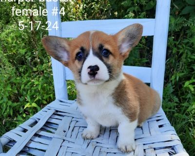 4 Male and 1 Female Pembroke Welsh Corgi Puppies for Sale