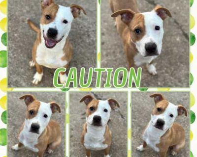 Caution - American Pit Bull Terrier/Mixed Breed (Small) Mix Male Dog for Adoption