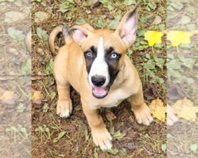 Aquafina SCAS - Female Carolina Dog-Unknown Mix for Adoption