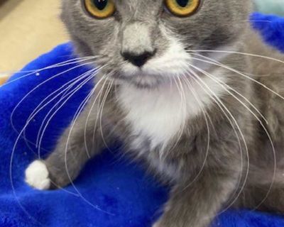 Chichi - Russian Blue Female Kitten for Adoption