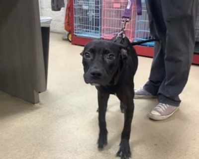 Young. Black - with white. Hair: short. Microchipped. Adoption process ADOPTION PROCESS: ADOPTIONS MUST BE MADE IN PERSON at Fort Worth Chuck Silcox Animal Care and Control OR the specified PetSmart location. Please refer to the pet you are interested by their animal ID number; not their stated name. Adopters will be asked to complete an adoption application and provide valid ID showing that th...