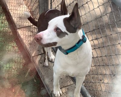 Mochi - American Staffordshire Terrier & Australian Shepherd Mix Male Dog for Adoption