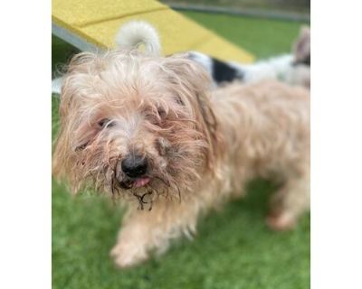 Matt - Yorkie, Yorkshire Terrier/Poodle (Miniature) Mix Male Dog for Adoption