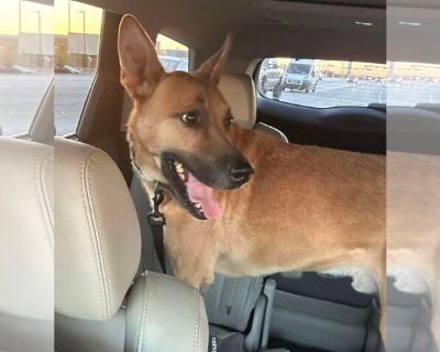 Harvey - German Shepherd Dog Mix Male Puppy for Adoption