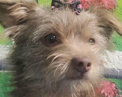 Ms. Jelly Belly Tala - Pomapoo & Cairn Terrier Mix Female Dog for Adoption