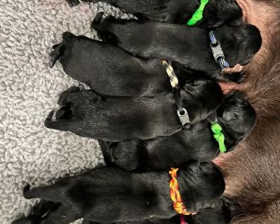 3 Male and 4 Female Labrador Retriever Puppies for Sale