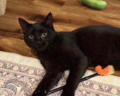 If you are interested in adopting this kitty, please fill out the online application at https://alovingcarecatrescue.org/adoptionapplication.html. Good with kids Good with dogs Good with cats Purebred Spayed / Neutered Housetrained. Breed Domestic Shorthair Color Black (All) Age Adult Sex Female Pet ID 22052180-25 PAK 059 Hair Length short