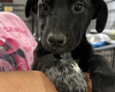 Croissant One of Sasha's adorable pups, growing strong and soaking in all the comfort of foster life more info coming soon.. House-trained Yes Health Vaccinations up to date, spayed / neutered.. Puppy Female Large Tricolor (Brown, Black, & White)
