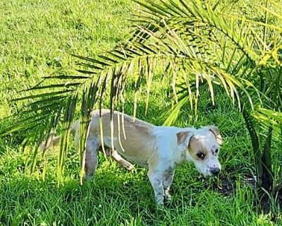 Piggy - Terrier (Unknown Type, Small)/Dachshund Mix Male Dog for Adoption