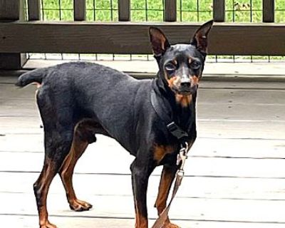 Pacer - Miniature Pinscher Male Dog for Adoption