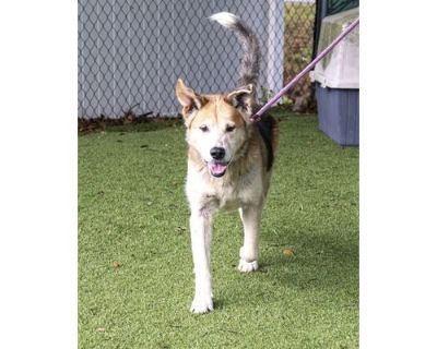 Tony (Cocoa Adoption Center) - Labrador Retriever/Mixed Breed (Medium) Mix Male Dog for Adoption