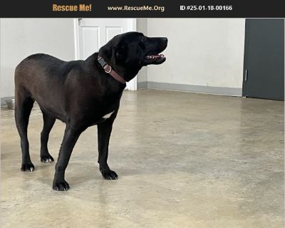 Annie - Female Puppy Lab mix for Adoption