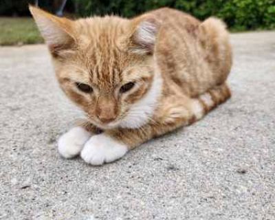 Meet Agni "The Forerunner of the Gods" Hi, I m Agni. My name is Sanskrit for fire and also means the forerunner of the gods. It suits me perfectly because I m always the first to run ahead on walks and lead the way for my siblings. I m the leader of our little cool kitty clan, full of curiosity, courage, and playfulness. My story began with my mom, Po. She was left behind when her family moved ...