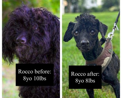 Rocco rockin his Mohawk! - Poodle Male Dog for Adoption