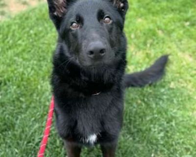 Mustang - German Shepherd Dog Male Dog for Adoption