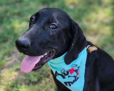 Spartan JuM - Hound & Great Dane Mix Male Dog for Adoption