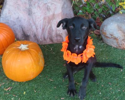 Yogi is a 6 month old, 20 pound Lab mix PUPPY! Adoption fees are $60 or $30. OKC Animal Welfare is open for adoptions from 12-5:00 Tuesday through Saturday. The shelter is at 2811 S.E. 29th St., phone # 405-297-3100. The dog/cat adoption fee includes spay or neuter, MICROCHIP, age-appropriate shots and health check. Use pet's ID # when inquiring.. Puppy Male Medium