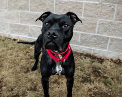 JJ - American Pit Bull Terrier Male Dog for Adoption