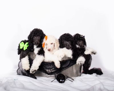 2 Male and 2 Female Poodle Puppies for Sale