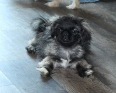 Sheba - Pekingese Female Puppy for Sale