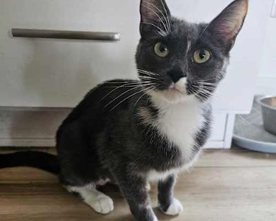 Laverne (Menoken) - Domestic Shorthair Female Cat for Adoption