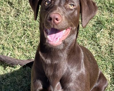 My name is Sofi Rose, and I m a 6-month-old, 30 lb female Chocolate Lab with all the sweetness (and silliness!) you d expect from my breed. I m a happy, social butterfly who loves everyone I meet I truly have never met a stranger. I haven t been around kids in my foster home, but I m confident I d adore them! I might be a bit much for tiny toddlers, but active kiddos who like to run, play, and ...