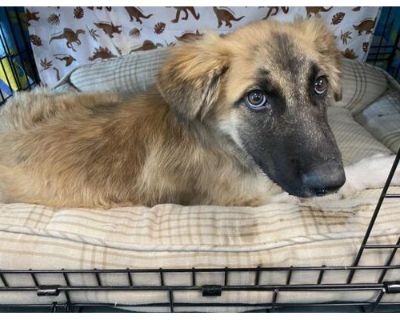 ALFRED - St. Bernard/German Shepherd Dog Mix Male Puppy for Adoption