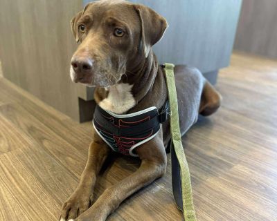 Mocha is a sweet girl, about 2-3 years old, 55 lbs and we think she is a staffie & lab mix. Mocha is a beautiful chocolate brown color with some white on her chest. This girl has been thru a rough life, coming to the rescue from a hoarding situation. She is now fixed, vaccinated, microchipped and ready for her forever loving future! Mocha is crate and house trained. Mocha is very dog friendly a...