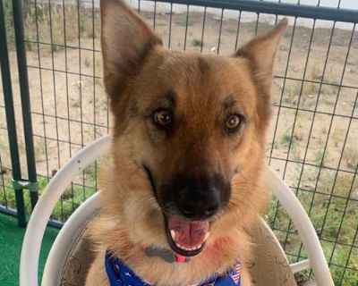 Kitty - German Shepherd Dog Female Dog for Adoption