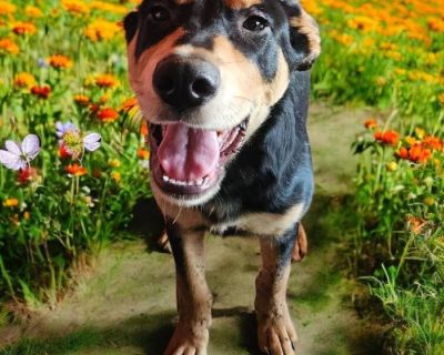 Shorty - Shepherd Mix Male Dog for Adoption