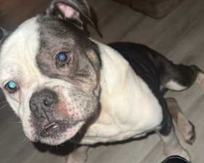 Jersey - Olde English Bulldogge Male Dog for Adoption