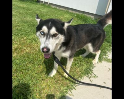 Loki the well behaved Husky! - Husky Male Dog for Adoption