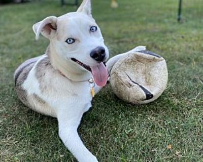 Maeby - Australian Shepherd/Husky Mix Female Puppy for Adoption