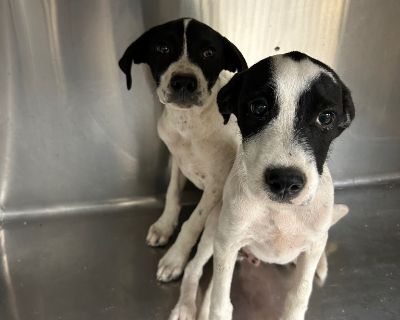 Juke - Cattle Dog Male Puppy for Adoption