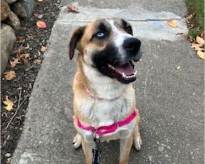 This beautiful girl is HAILEY and she has a very sweet and gentle personality. She's truly a special girl with such a striking look because she has one blue eye and one brown eye. She has a beautiful coat with beautiful markings as you can see in her photos. She's just about 2 years old and we think she's a Shepherd & Husky mix although she hardly sheds at all. When you first meet her, her happ...
