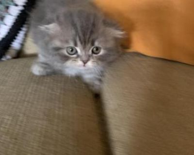 Silky - Scottish Fold Female Kitten For Sale