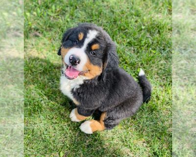 Male Puppy - Bernese Mountain Dog Male Puppy for Sale