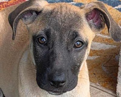 Halo DD - Belgian Malinois/Mixed Breed (Medium) Mix Female Puppy for Adoption