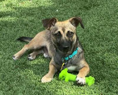 Mowgli - Chihuahua Male Dog for Adoption