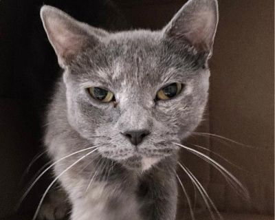 Chanel - Domestic Short Hair Mix Female Cat for Adoption