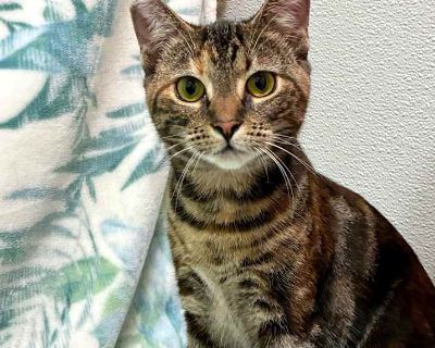 Child. Tortoiseshell. Saber, Katana, and Gladius are waiting to meet you! These 5-month-olds are working on building their confidence and making great strides. They are ready to continue blossoming with their new families! Saber, Katana, and Gladius are very playful and will keep you laughing with their silly antics and fancy moves. These three do well with other cats and may benefit from going...