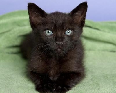 Meet Sterling Silver! Sterling Silver is a one-month-old bundle of curiosity and confidence. With his stunning blue eyes and super-cute personality, he wins hearts the moment he s spotted. He loves living with other cats and is always ready for a playful romp especially if feather or wand toys are involved! This confident little guy is already litter-box trained and well-socialized. He d be thr...