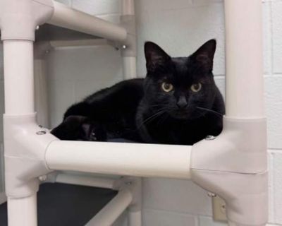 Hello, I`m Sabrina! Here in my cozy corner of the shelter, I love to snuggle up with anyone who walks by. My days are filled with gentle purrs and curious glances at new friends. I`m quite the smarty too, figuring out puzzles and always knowing when it s time to cuddle or play. Being friendly and sweet, I make everyone feel at home. If you`re looking for a loyal and mellow companion who will al...