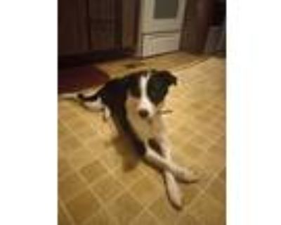 Adopt Frankie a Black - with White Bearded Collie / Mixed dog in Chanute
